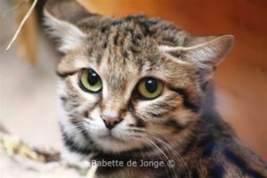 Black-footed cat (grey with dark stripes)