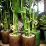 several bamboo plants in containers