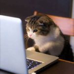 cat seated at computer