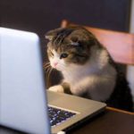 cat sitting on chair in front of open computer