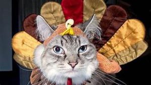 cat in turkey costume