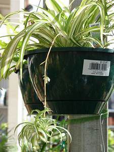 spider plant