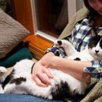 Kitty sprawled in owner's lap