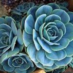 Blue plant, succulent, rosette=shaped