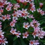 small 5-petal pink flowers, orange centers, greenery