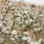 Small white flowers on a branchy plant