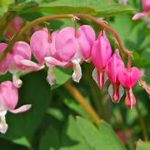 Pink heart-shaped flowers and leaves