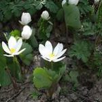 many-petaled white flower, green leaves with serrated edges