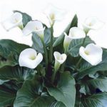 White single-petal flowers, dark green leaves