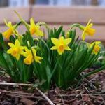 Yellow flowers, trumpet center, long green leaves