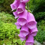 Purple tube-like flowers in long cluster on stem