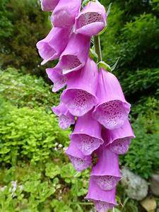 foxglove