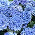 Mass of large blue flowers on green plant