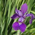 Iris blossom, sword-like leaves