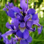 Clump of deep blue flowers