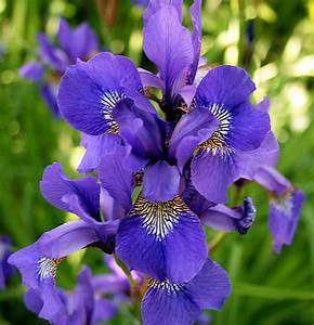 larkspur