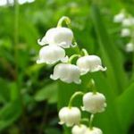 Series of bell-shaped white flowers on greenery