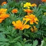 Yellow-orange flowers, serrated leaves