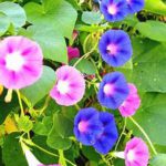 Pink, blue blossoms, heart-shaped leaves