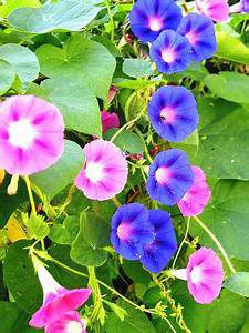 morning glory