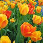 Yellow and orange blossoms, green leaves