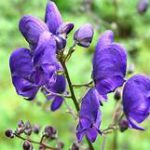 Several blue hooded flowers on a stalk