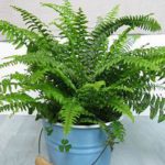 green plant, many leaves, in blue bucket