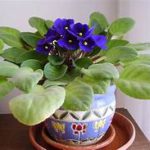 Deep blue violet flowers, green leaves, in small planter