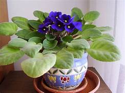 Dark blue violet in colored pot