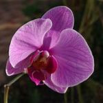 Purple orchid flower