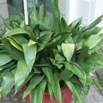 Plant with a multitude of green leaves in planter