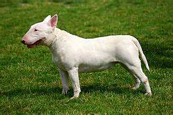 white dog standing on grass