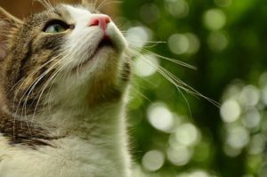 cat looking up, long whiskers