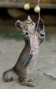 small cat on back legs reaching for ball