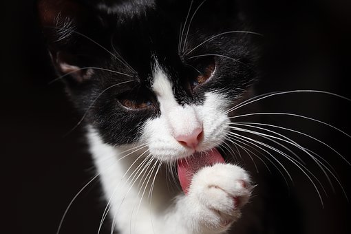 tuxedo cat, long whiskers