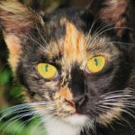 face of calico cat, whiskers