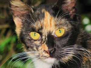 face of calico cat, whiskers