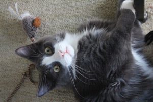 tuxedo cat lying down