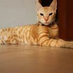 orange tabby cat, lying down