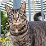 standing tabby cat, grey, black stripes