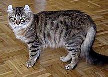 striped tabby cat