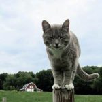 cat standing on top of post