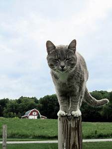 cat standing on top of post