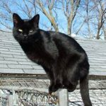 Black cat on fence top