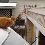 Orange cat about to jump