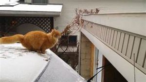 Orange cat about to jump