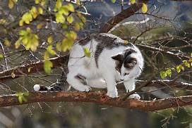 white & grey cat on tree branch