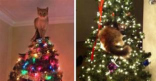 Cat on top of Christmas tree