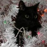 Black cat head in white Christmas tree