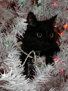 Black cat in silver tree